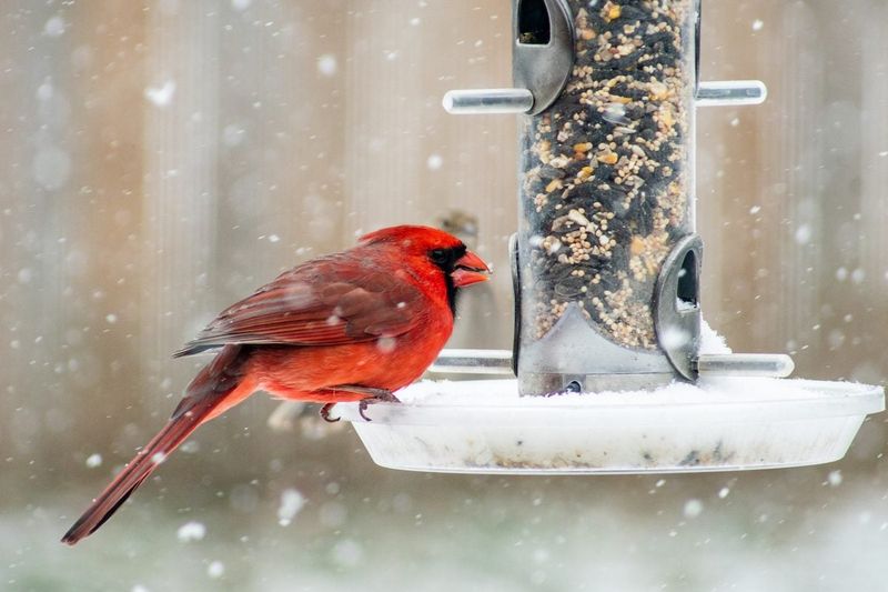 Weather Can Temporarily Disrupt Visits