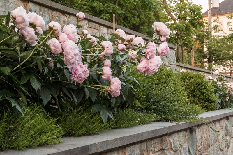 Use Thyme as a Helpful Neighbor, Not a Miracle Fix