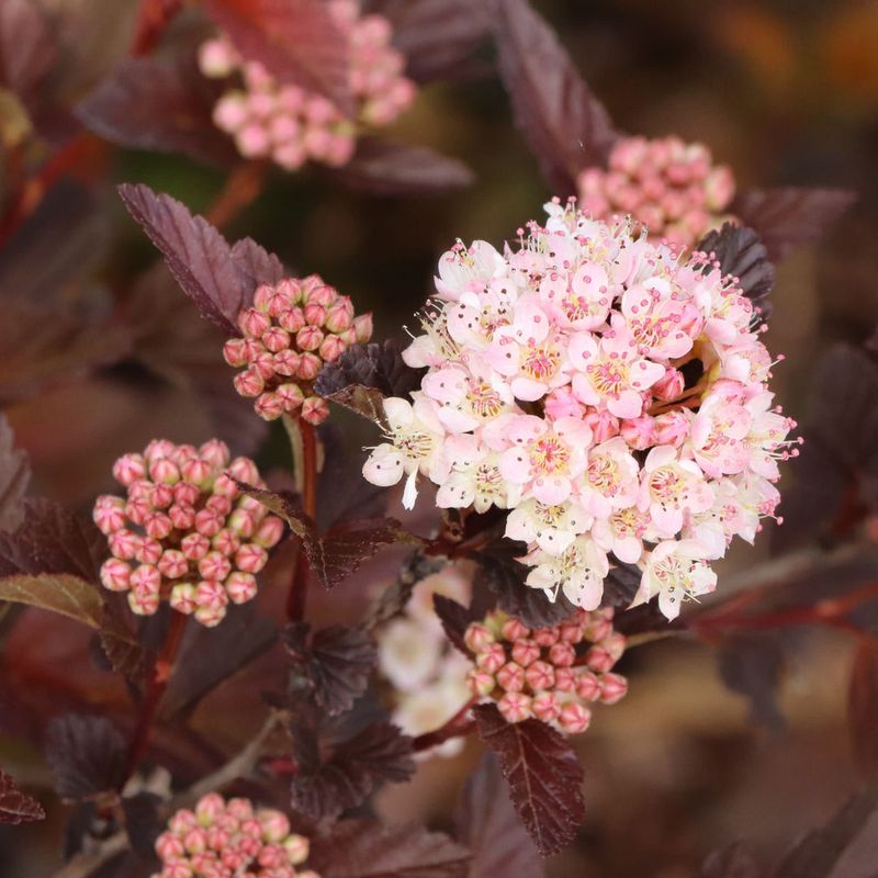 Ninebark