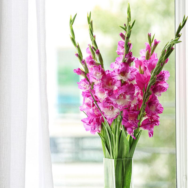Gladiolus