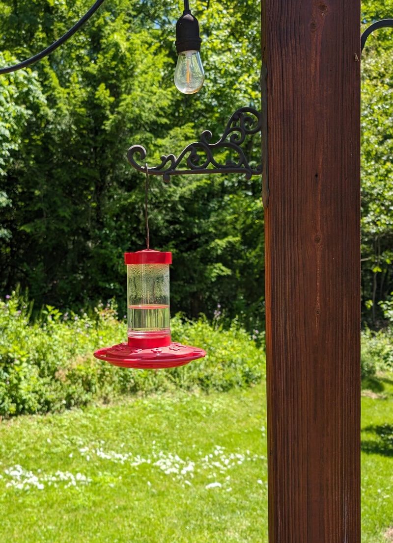 A quiet feeder is not proof that the hummingbirds are gone