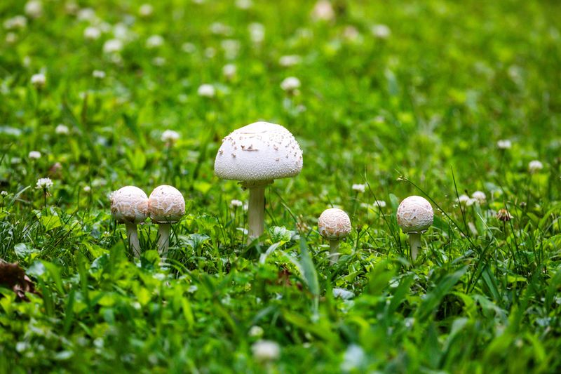 The mushrooms are only the visible part of a larger fungus