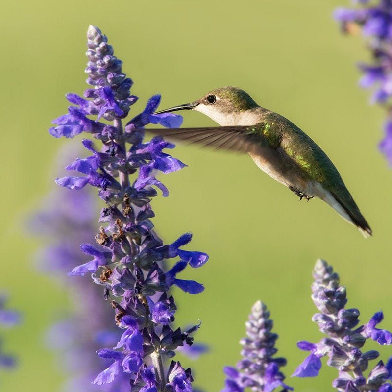 Salvia (Hummingbird Sage, Meadow Sage, Mexican Bush Sage)