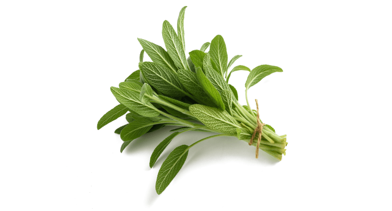 Sage releases volatile compounds when its tissue is bruised