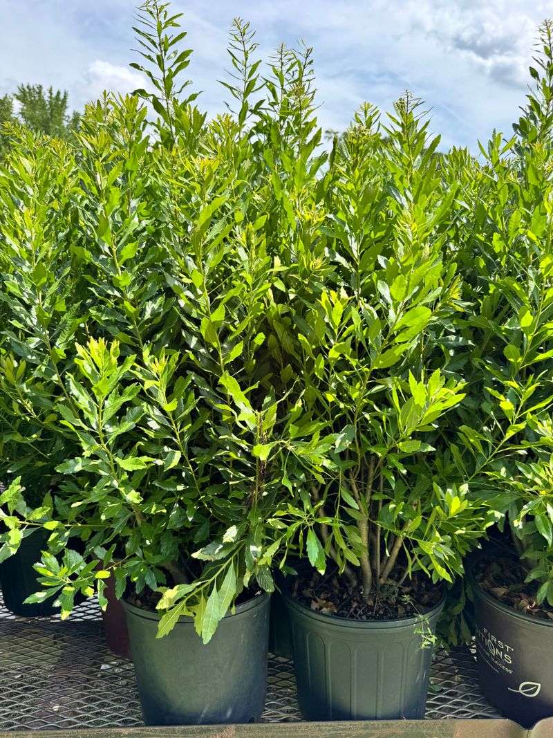 Southern Wax Myrtle