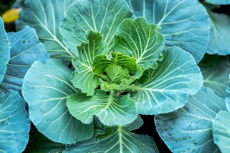 A dependable plan for fall collards