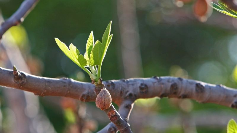 Pruning Is a Local Decision, Not a Fall Rule