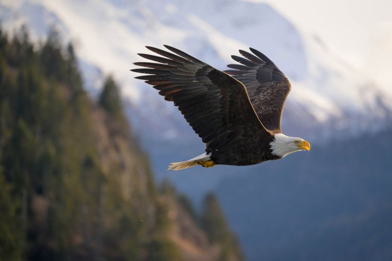 The bald eagle's return is a lesson in prevention