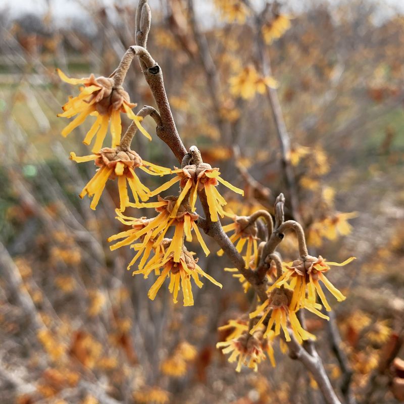 Common witchhazel brings color and flowers to the fall yard