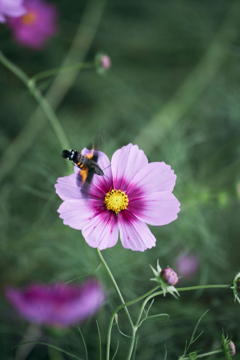 Cosmos
