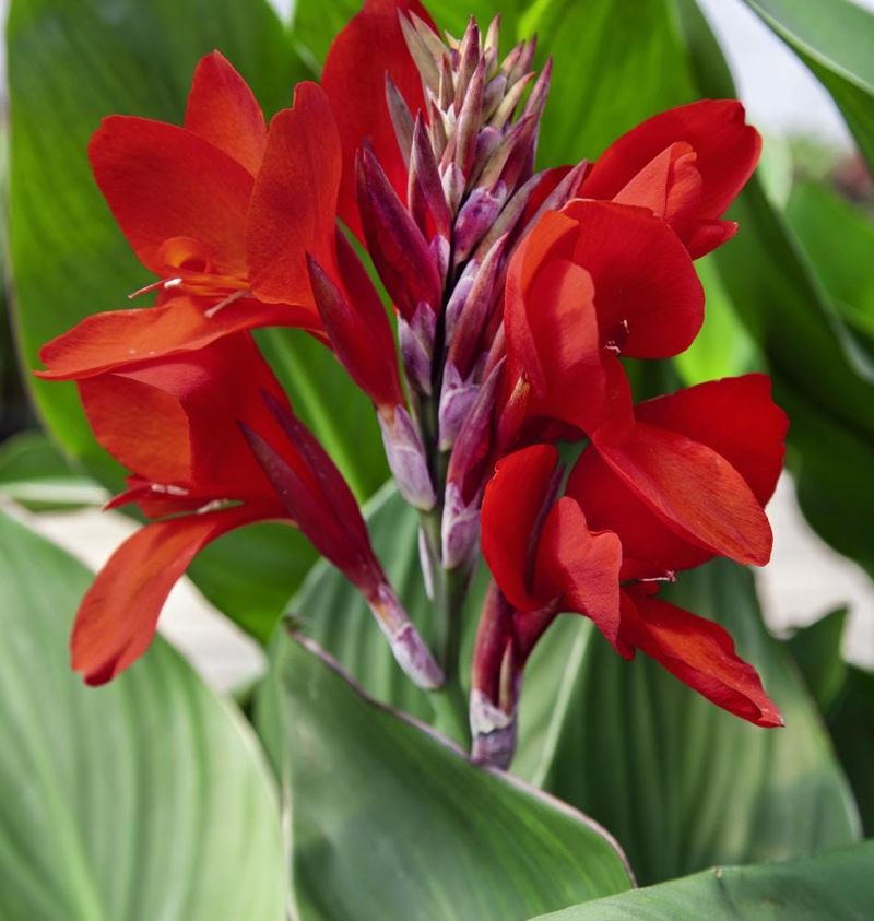 Red Canna Lily