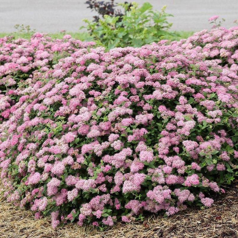 Spirea