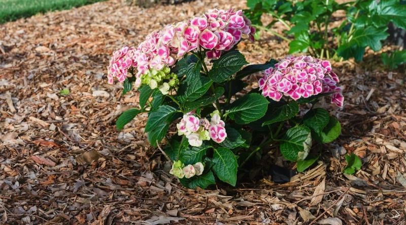Protect moisture with drainage and mulch
