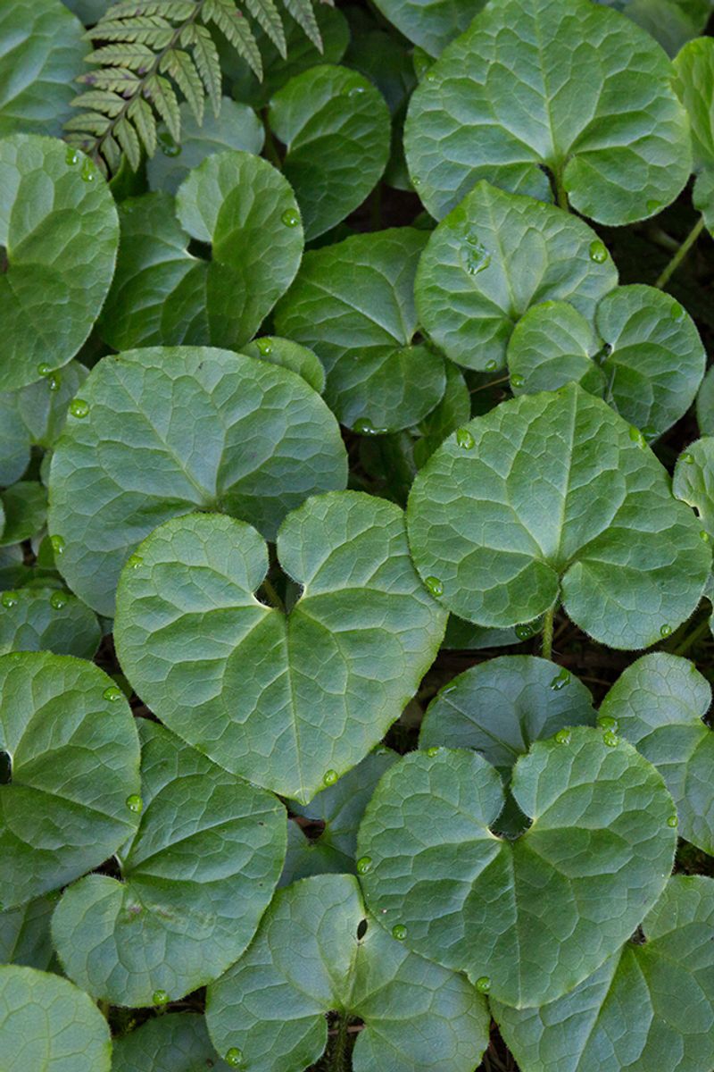 Wild Ginger