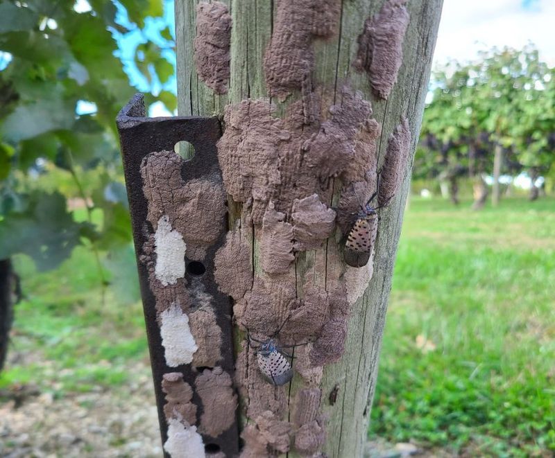 Inspect the Tree, Trunk, and Nearby Hard Surfaces