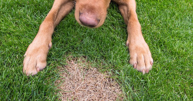 Dog Urine