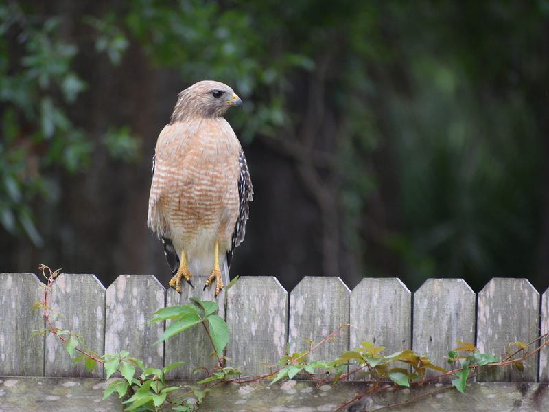 Use Feeder and Habitat Clues Carefully