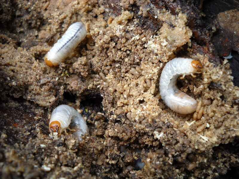 The grub count matters alongside turf damage