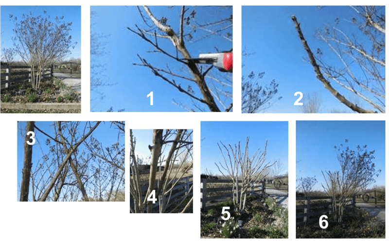 Use selective pruning and choose a suitable form