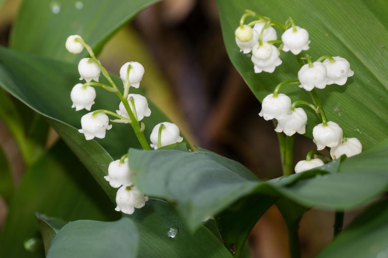 Lily-of-the-valley can harm dogs, but no leaf-count dose is established