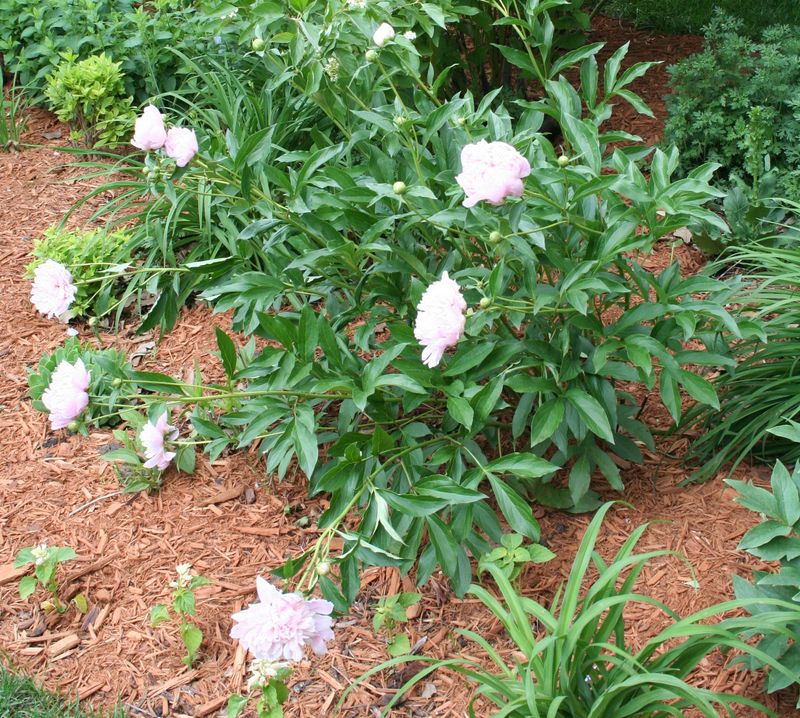 Investigate growing conditions when flowers are scarce