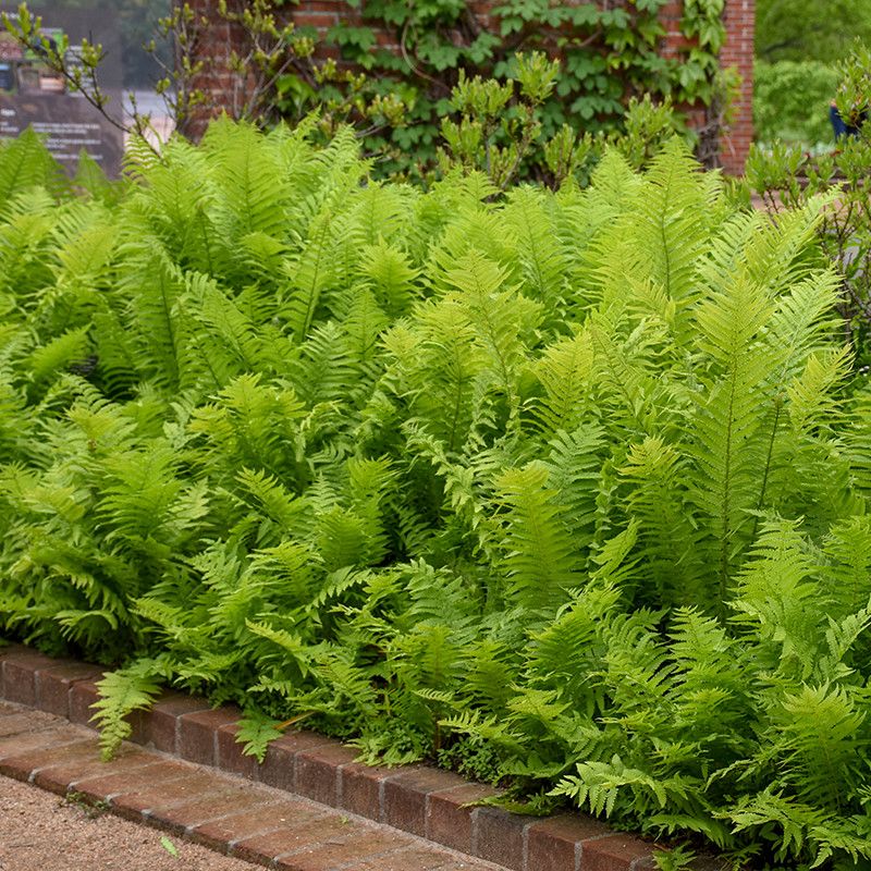 Ostrich Fern (Matteuccia struthiopteris)