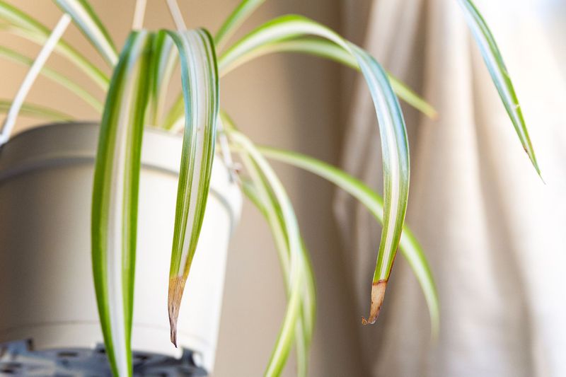 Feeding Fertilizer With Every Watering