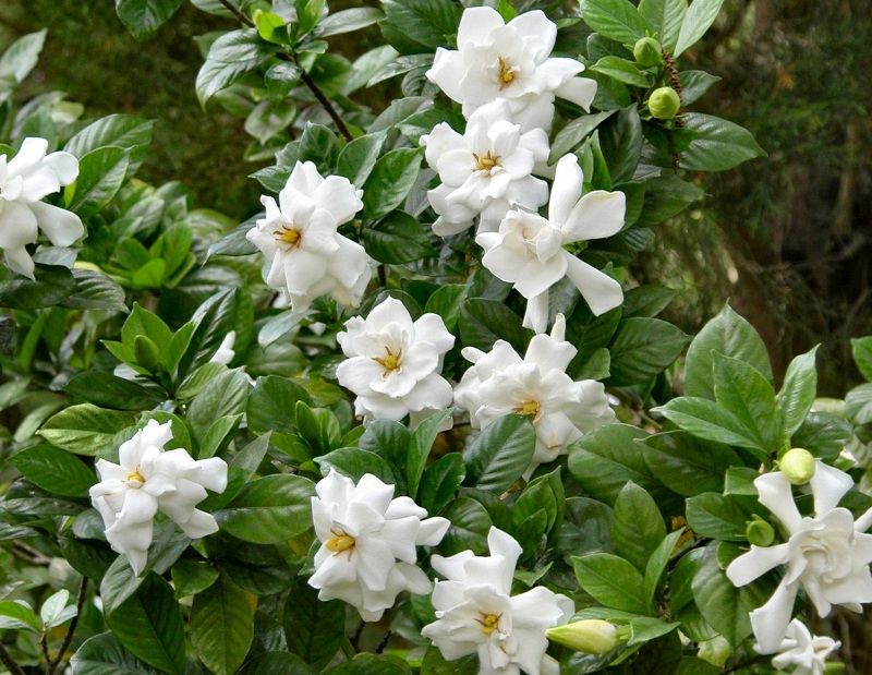 Gardenias carry next season’s buds into winter