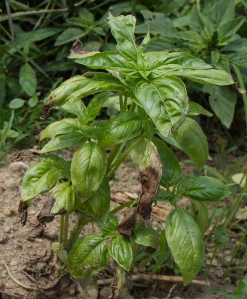 It Improves Airflow And May Help Prevent Disease