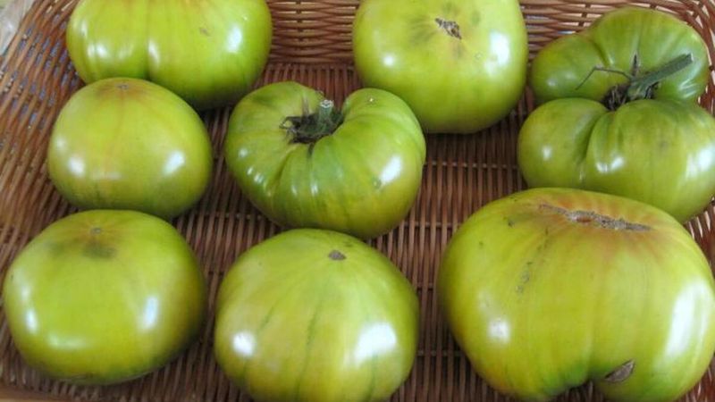 Which green tomatoes have a chance?