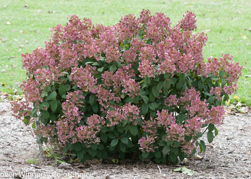 Over-pruning to control size instead of choosing the right variety