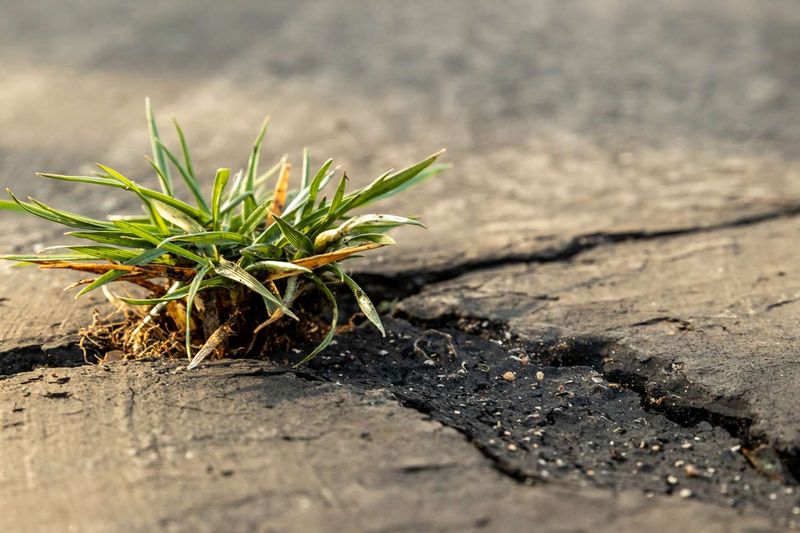 Keep boiling water off the living lawn