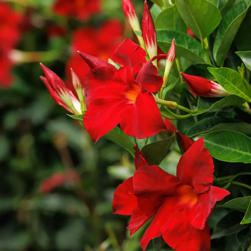 Red Mandevilla