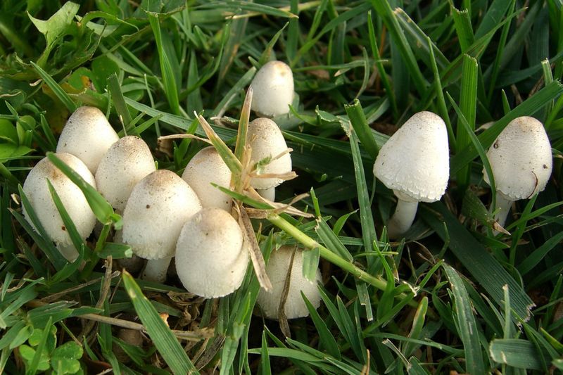 Rain brings the fungus into view