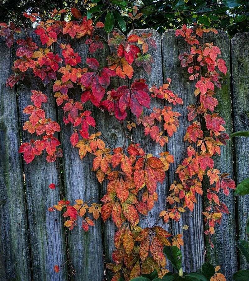 Virginia Creeper (Parthenocissus quinquefolia)