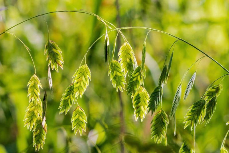 River Oats (Chasmanthium latifolium)