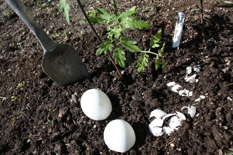Crushed Eggshells