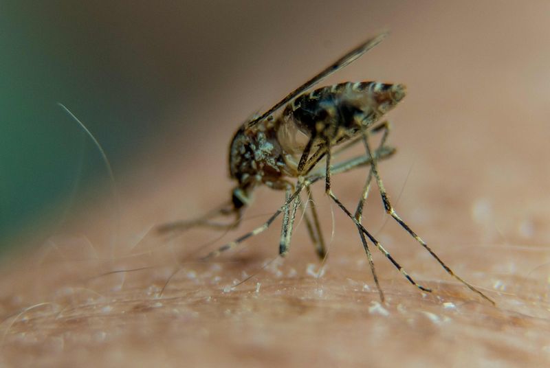Mosquitoes track hosts through more than smell