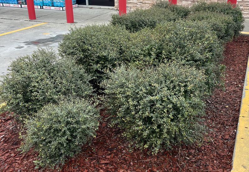 Dwarf Yaupon Holly