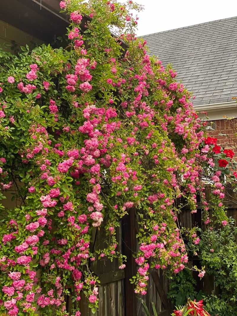 Prune at the Right Time for Your Rose