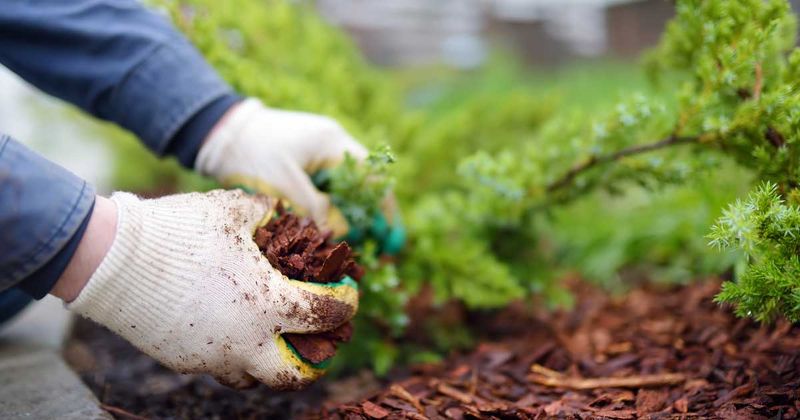 Carry established spinach through fall and cold weather