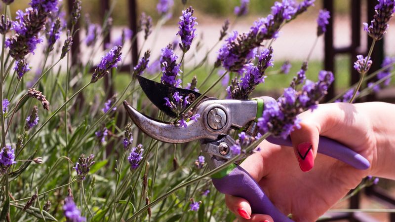 Choose healthy growth at the right seasonal stage