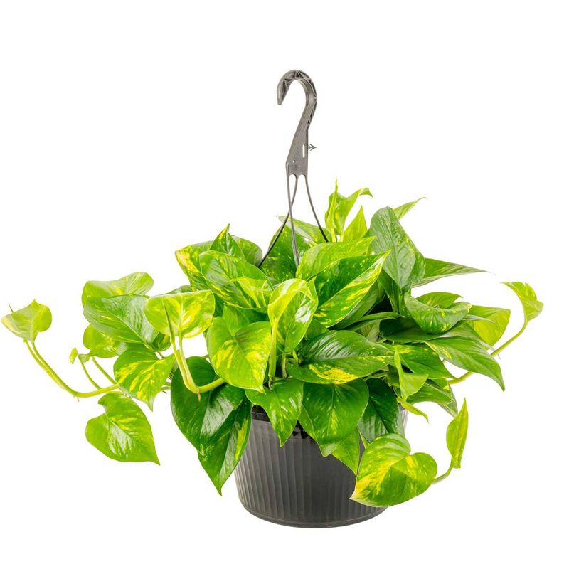 Where can pothos stay out of reach?