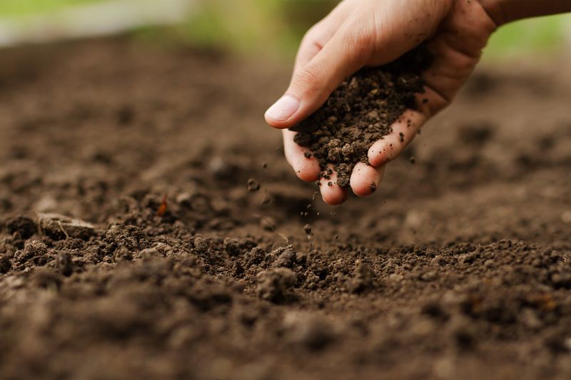 Poor Soil or Drainage