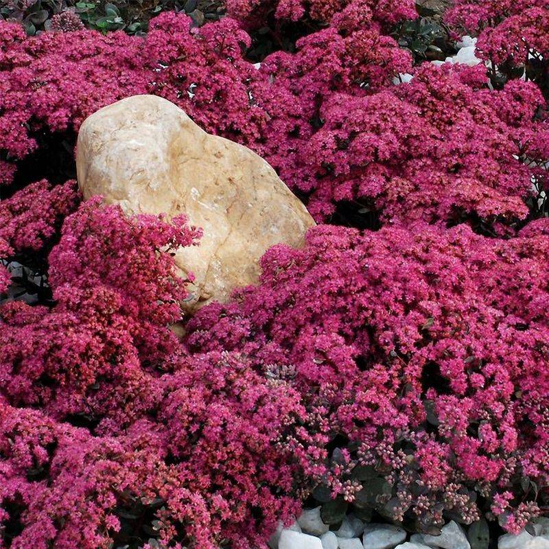 Sedum (Stonecrop)