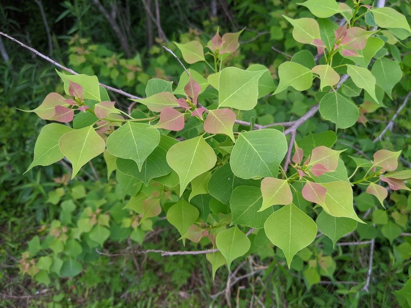 Chinese Tallow