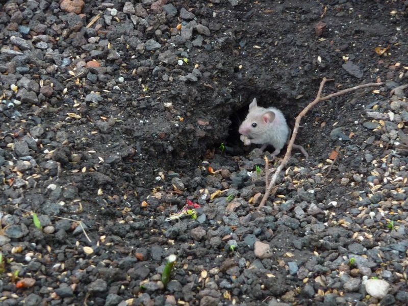 Check the yard and building for actual rodent activity