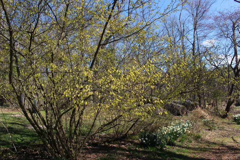 A bare spring display may have more than one cause