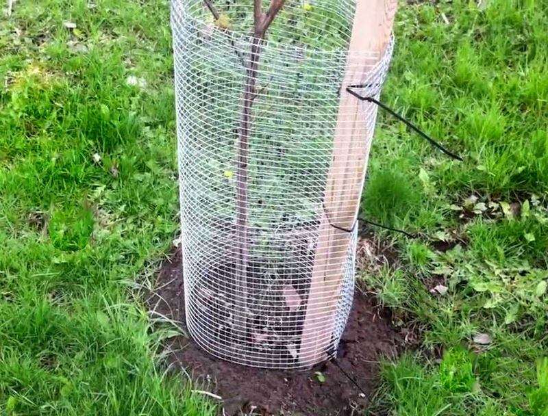 Install Physical Barriers Around Vulnerable Plants