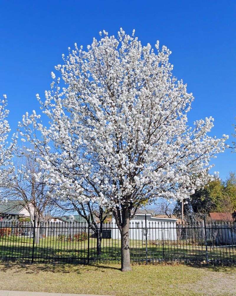 Bradford and Callery Pear